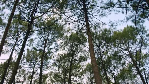 Mirando Hacia Arriba Hacia Los Altos Árboles Forestales Francia — Vídeos de Stock