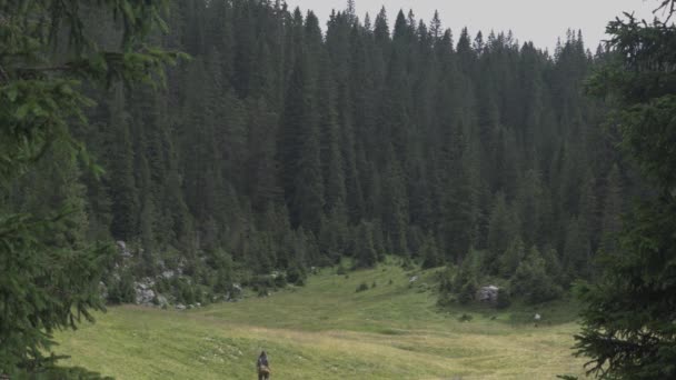 Escursionista Piedi Attraverso Una Radura Circondata Una Foresta — Video Stock