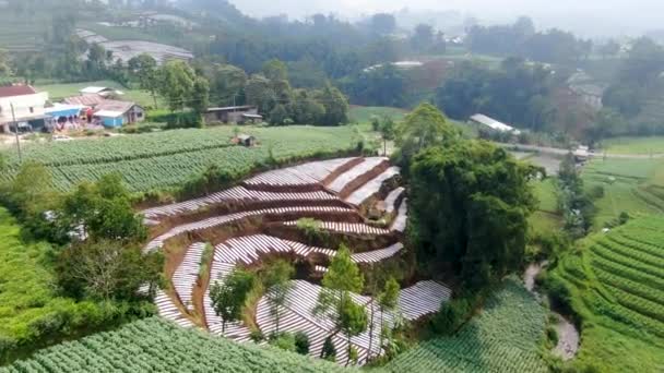 Aardappelplantage Terrasvormige Heuvel Dorp Java Indonesië Luchtfoto — Stockvideo
