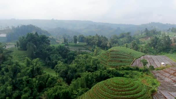 印度尼西亚爪哇岛的农村景观 山上的鸟瞰马铃薯种植园 — 图库视频影像