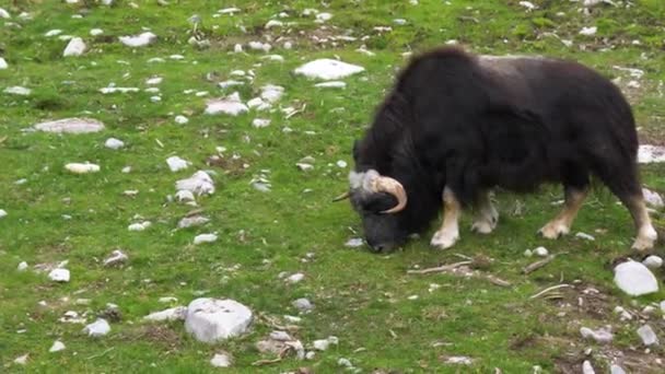 Muskox Bull Eating Grass Pasture Krmení Arktických Zvířat Přírodním Prostředí — Stock video