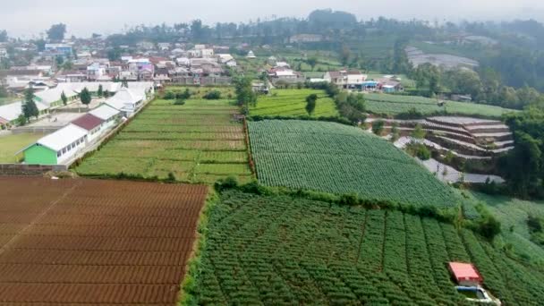 Fileiras Plantas Batata Terras Agrícolas Wanayasa Banjarnegara Indonésia Aéreo — Vídeo de Stock