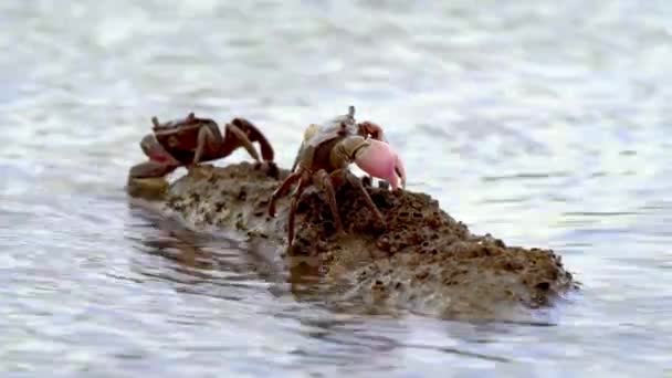 Coppia Granchi Neohelice Granulata Specie Seduta Una Roccia Nell Oceano — Video Stock