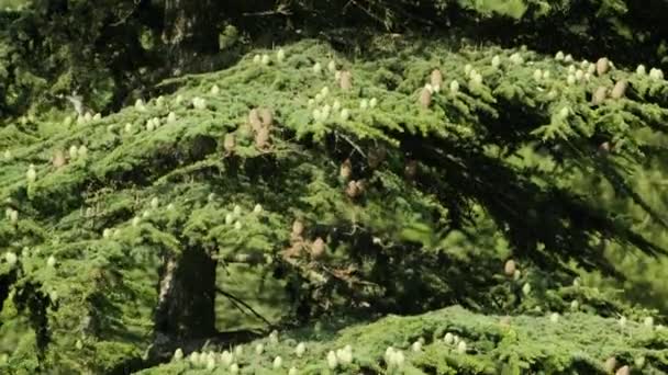 Ramo Cedro Verde Exuberante Balançando Uma Brisa Suave Uma Floresta — Vídeo de Stock