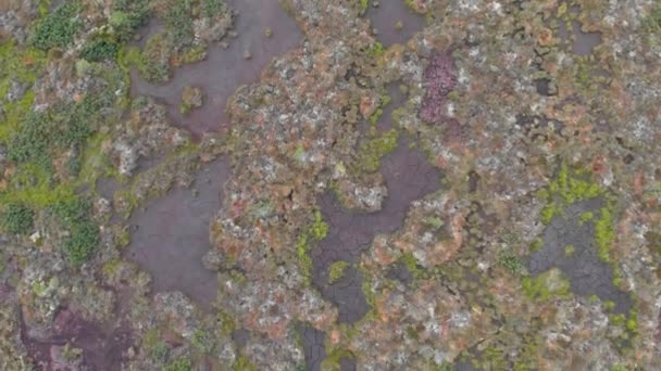 Bovenaanzicht Van Stagnant Water Surface Bedekt Met Mossige Algen Mire — Stockvideo