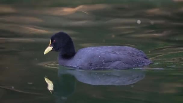 Rotstrumpfhühnchen Schwimmen Perfekte Reflexion Auf Der Wasseroberfläche Verfolgung Von Rechts — Stockvideo