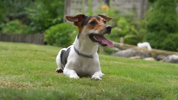 Close Shot Van Verlaten Jack Russel Terrier Tuin Slow Motion — Stockvideo