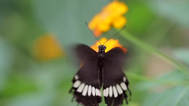 Beyaz Çizgili Siyah Kelebek Tozlaşma Sürecinde Ağır Çekimde Kanat Çırpıyor — Stok video