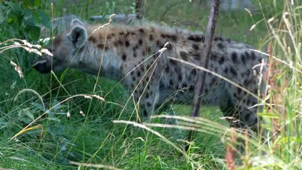 Tracking Shot Wild Spotted Hyena Crocuta Crocuta Hunting Grass Field — Vídeos de Stock