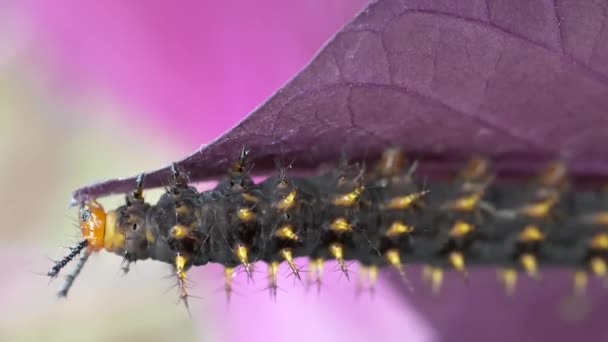 Macro Shot Wild Caterpillar Eating Purple Leaf Wilderness Sunlight Slow — Vídeo de Stock