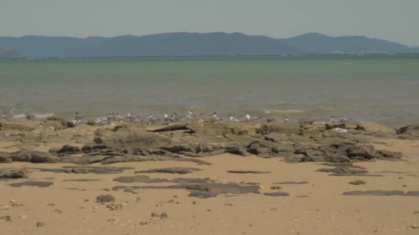 Wreck Seabirds Perched Rocks Coast Langford Island Whitsunday Area Queensland — Vídeo de Stock