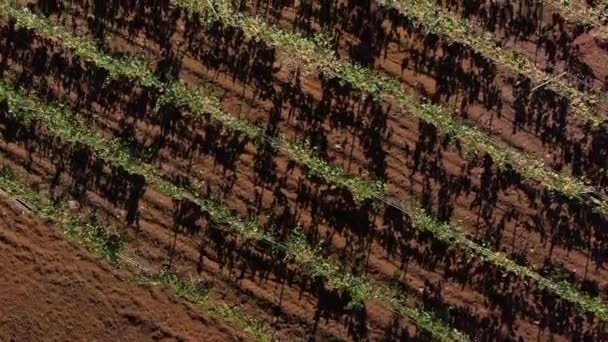 Tiro Aéreo Cenital Vinhas Localizadas Ilha Gran Canaria — Vídeo de Stock