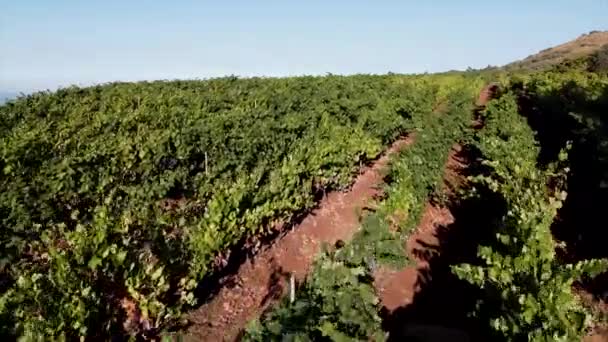 Fantasztikus lövés a szőlőskertek között alacsony magasságban. Gran Canaria szigetén található szőlőültetvények.