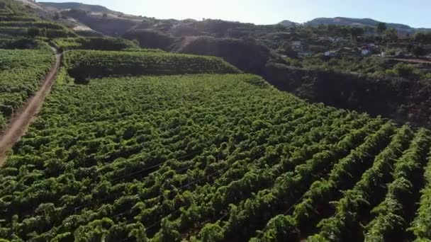 Luchtfoto Van Wijngaarden Gelegen Het Eiland Gran Canaria — Stockvideo