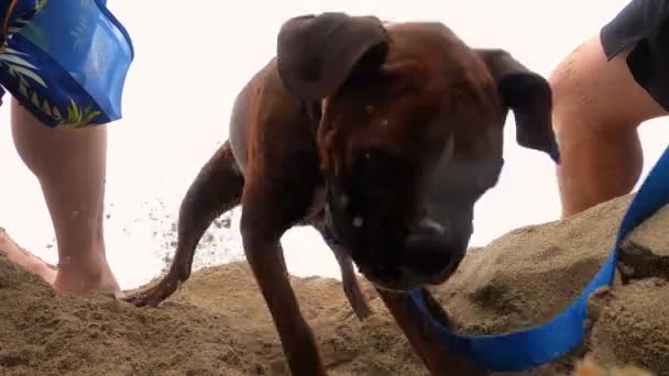 Boxer Hund Gräva Ett Hål Stranden Med Sand Flyger — Stockvideo