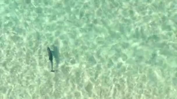 Ееріальному Вітітуді Над Пляжем Летять Дельфіни Розслаблений Плавання Кришталево Чистій — стокове відео