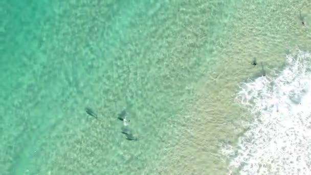 在空中俯瞰海豚在清澈透明的海水中玩耍的景象 一群海豚在阳光下清澈的蓝色海水中游泳 — 图库视频影像
