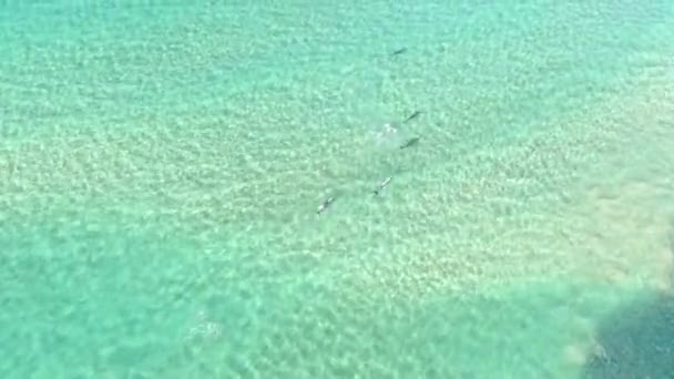 Vista Aérea Arriba Hacia Abajo Delfines Jugando Agua Mar Limpia — Vídeo de stock