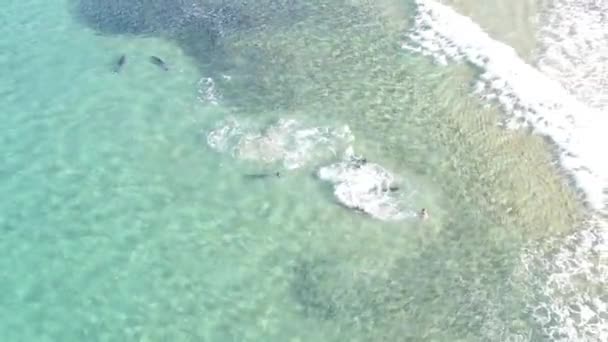 Vista Aérea Superior Delfines Jugando Agua Mar Limpia Transparente Grupo — Vídeos de Stock