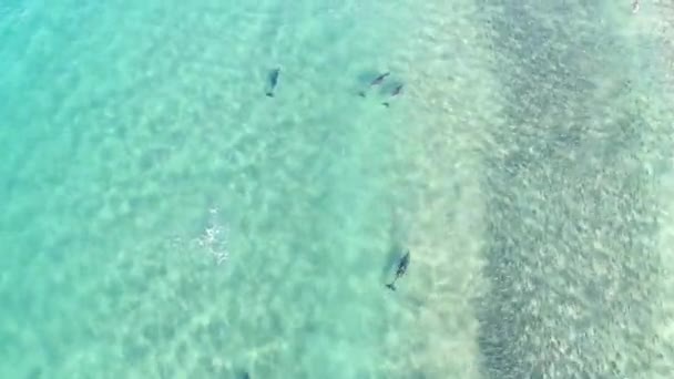 きれいな透明海の水で遊んでイルカの空中トップビュー 太陽の光の下できれいな青い海や海の水で小さな魚の群れを泳いだり 遊んだり追いかけたりするイルカのグループ — ストック動画