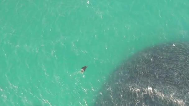 Bir Cape Fur Fok Balığının Havadan Görüntüsü Yem Topunu Kovalıyor — Stok video
