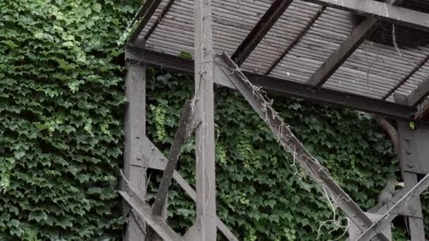 Brandtrap Met Groene Klimplanten Kruipend Muur Van Een Oud Verlaten — Stockvideo