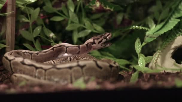 Royal Python Python Ball Открывший Рот После Поедания Грызуна Close — стоковое видео