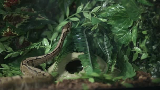 Bal Python Tilt Zijn Hoofd Gooit Zijn Tong Uit Groene — Stockvideo