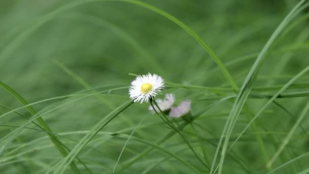 Daisy Fleabane Flor Silvestre Blanca Con Hierba Verde Plano Medio — Vídeos de Stock