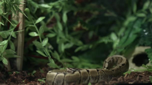 有舌头滑脱的球蟒蛇 — 图库视频影像