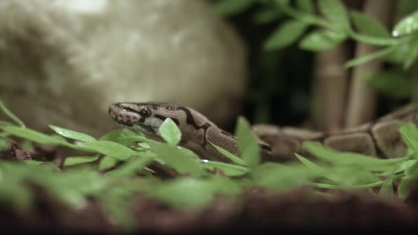 Bola Python Flicking Lengua Fuera Naturaleza Plano Medio — Vídeo de stock