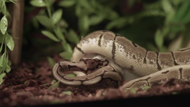 Gros Plan Boule Python Manger Rongeur Intérieur Cage Vivarium — Video