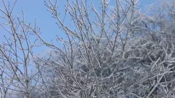 Hladký Stálý Pohled Větve Stromů Zcela Obklopených Zamrzlé Ledu Zimní — Stock video