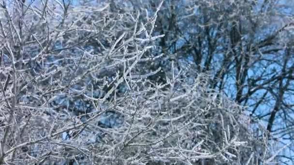 冬の嵐の後 氷の厚い層に覆われ 凍結し 木の枝の滑らかな安定したビュー — ストック動画