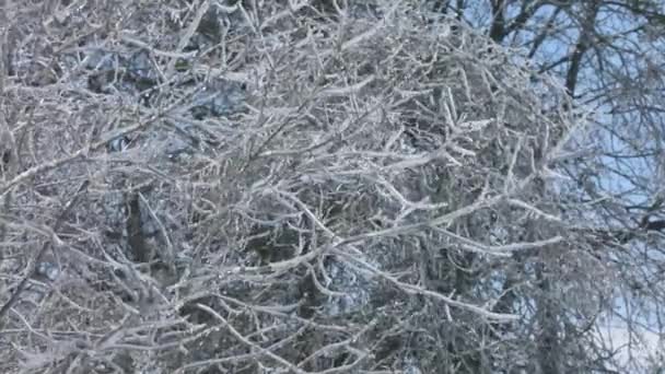 Branches Congelées Recouvertes Glace Épaisse Pluie Verglaçante Nuit Précédente Dans — Video