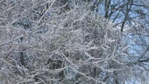 Bevroren Takken Kreek Pop Verdomde Lucht Een Zware Winter Storm — Stockvideo