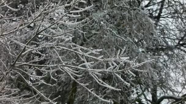 Slow Motion Steady View Branches Covered Ice Freezing Rain Winter — Stock Video