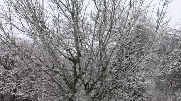 冷たい雨と雪の嵐がこの滑らかな安定したショットでエリアに吹く後 氷に覆われた木の枝 — ストック動画