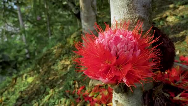 Brownea Exotique Tropicale Fleur Coccinée Poussant Sur Arbre Dans Jungle — Video