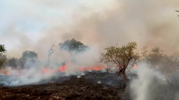 Angolo Basso Costante Incendio Caldo Che Brucia Tutto Vista — Video Stock