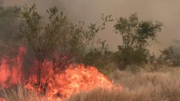 Ángulo Bajo Estable Suave Tire Hacia Atrás Vista Incendio Forestal — Vídeo de stock