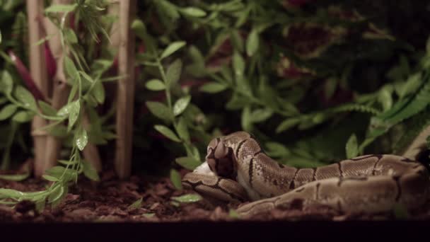 Royal Python Snake Ground Verslindt Zijn Prooi Van Dichtbij Neergeschoten — Stockvideo