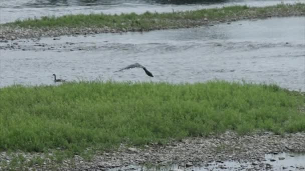 Flock Canada Geese Swimming Flow River Широкий Постріл — стокове відео