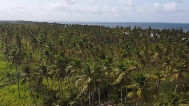 Overflight Palm Trees Boca Aroa Falcon State Venezuela — Stock Video