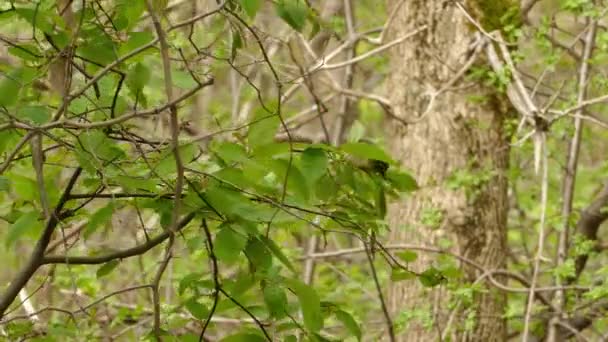 Drzewo Gałąź Zielonych Liści Dmuchanie Wietrze Małym Ptakiem Siadł Następnie — Wideo stockowe