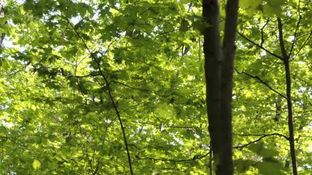 Widok Bujnej Zielonej Liści Ptaka Perching Gałęziach Drzew Szeroki Strzał — Wideo stockowe