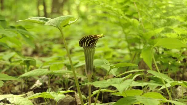 Jack Preekstoel Plant Groeit Het Bos Close — Stockvideo