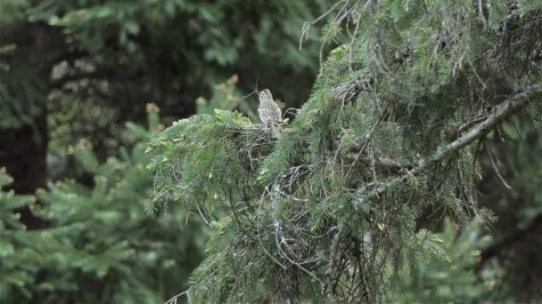 Pássaro Pardal Empoleirado Árvore Coníferas Floresta Tiro Ângulo Baixo — Vídeo de Stock