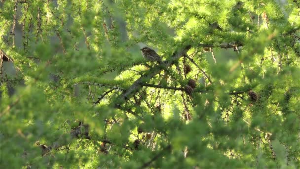 Sperlingsvogel Hockt Und Füttert Kiefer Wald Flacher Schuss — Stockvideo