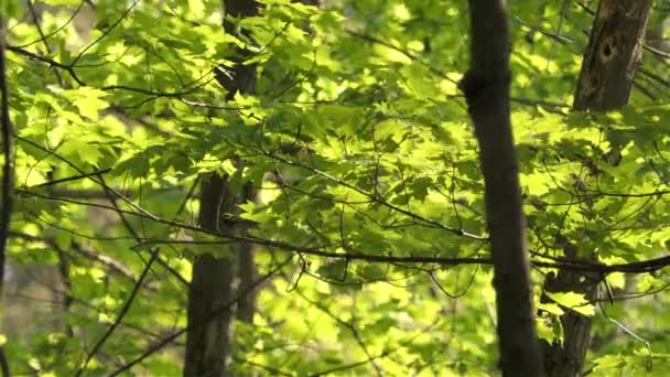 Μικρό Καφέ Πουλί Περπατώντας Στα Twigs Στο Δάσος Χαμηλή Γωνία — Αρχείο Βίντεο